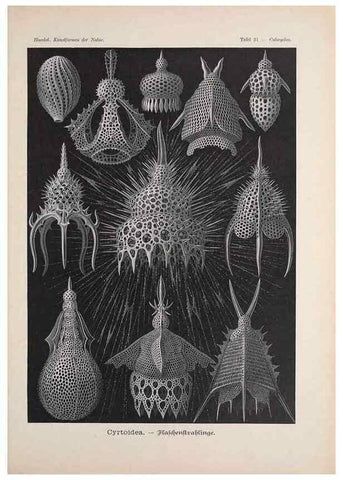 Reproducción/Reproduction 48430516396: Kunstformen der Natur. Leipzig und Wien :Verlag des Bibliographischen Instituts,1899-1904.. 
