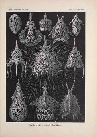 Reproducción/Reproduction 48430516396: Kunstformen der Natur. Leipzig und Wien :Verlag des Bibliographischen Instituts,1899-1904.. 