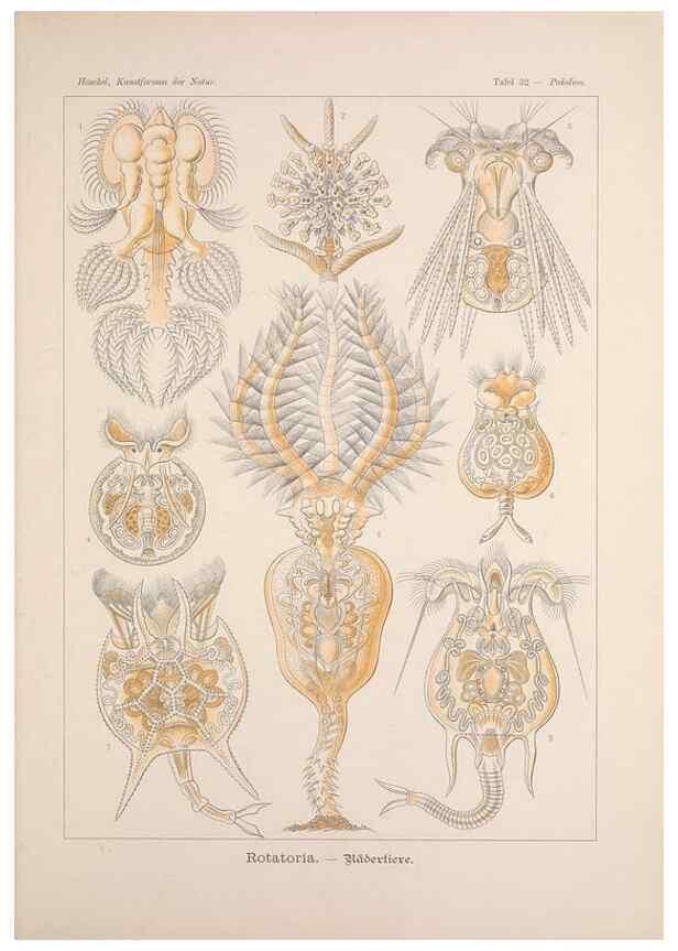 Reproducción/Reproduction 48430516776: Kunstformen der Natur. Leipzig und Wien :Verlag des Bibliographischen Instituts,1899-1904.. 
