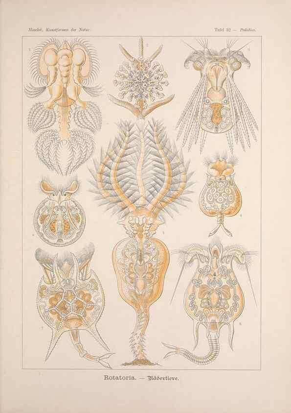 Reproducción/Reproduction 48430516776: Kunstformen der Natur. Leipzig und Wien :Verlag des Bibliographischen Instituts,1899-1904.. 