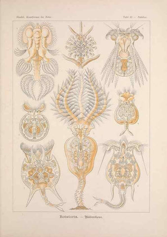 Reproducción/Reproduction 48430516776: Kunstformen der Natur. Leipzig und Wien :Verlag des Bibliographischen Instituts,1899-1904.. 