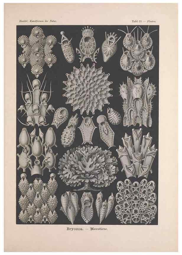 Reproducción/Reproduction 48430658862: Kunstformen der Natur. Leipzig und Wien :Verlag des Bibliographischen Instituts,1899-1904.. 