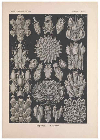 Reproducción/Reproduction 48430658862: Kunstformen der Natur. Leipzig und Wien :Verlag des Bibliographischen Instituts,1899-1904.. 