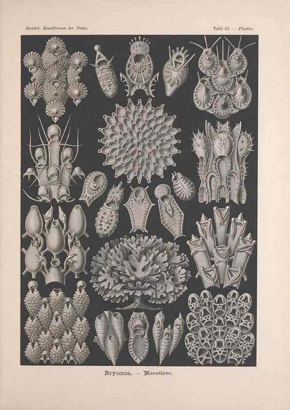 Reproducción/Reproduction 48430658862: Kunstformen der Natur. Leipzig und Wien :Verlag des Bibliographischen Instituts,1899-1904.. 