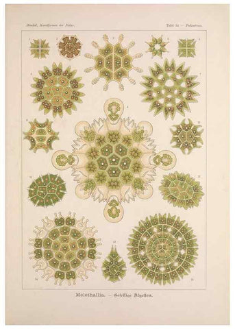 Reproducción/Reproduction 48430659217: Kunstformen der Natur. Leipzig und Wien :Verlag des Bibliographischen Instituts,1899-1904.. 