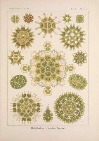 Reproducción/Reproduction 48430659217: Kunstformen der Natur. Leipzig und Wien :Verlag des Bibliographischen Instituts,1899-1904.. 