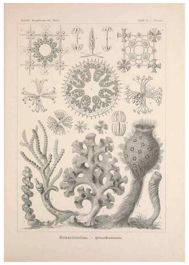 Reproducción/Reproduction 48430659672: Kunstformen der Natur. Leipzig und Wien :Verlag des Bibliographischen Instituts,1899-1904.. 