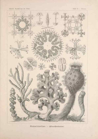 Reproducción/Reproduction 48430659672: Kunstformen der Natur. Leipzig und Wien :Verlag des Bibliographischen Instituts,1899-1904.. 