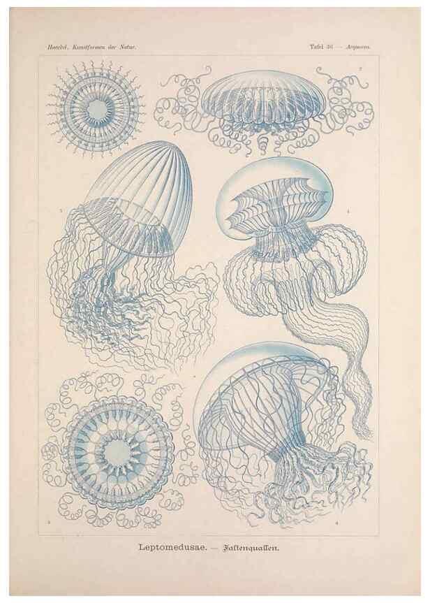 Reproducción/Reproduction 48430660107: Kunstformen der Natur. Leipzig und Wien :Verlag des Bibliographischen Instituts,1899-1904.. 