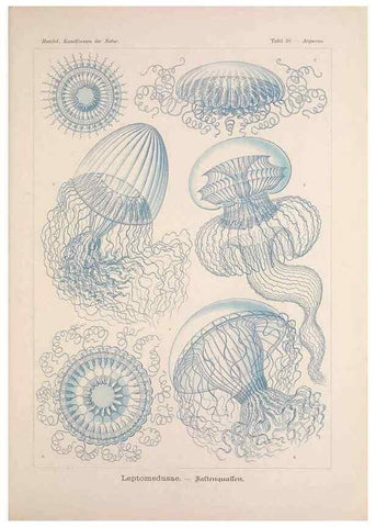 Reproducción/Reproduction 48430660107: Kunstformen der Natur. Leipzig und Wien :Verlag des Bibliographischen Instituts,1899-1904.. 