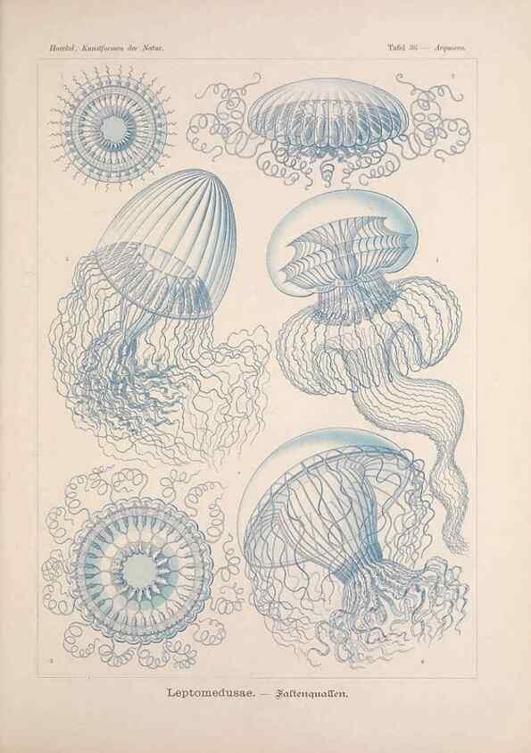 Reproducción/Reproduction 48430660107: Kunstformen der Natur. Leipzig und Wien :Verlag des Bibliographischen Instituts,1899-1904.. 
