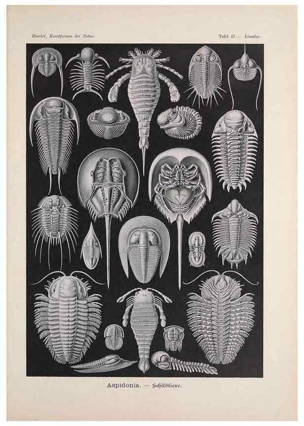 Reproducción/Reproduction 48430664922: Kunstformen der Natur. Leipzig und Wien :Verlag des Bibliographischen Instituts,1899-1904.. 