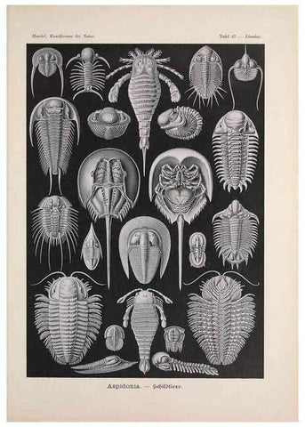 Reproducción/Reproduction 48430664922: Kunstformen der Natur. Leipzig und Wien :Verlag des Bibliographischen Instituts,1899-1904.. 