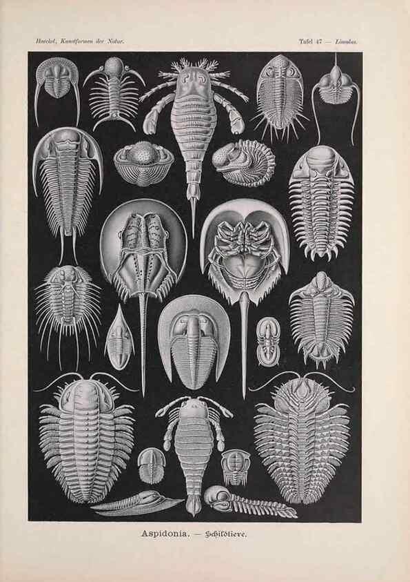 Reproducción/Reproduction 48430664922: Kunstformen der Natur. Leipzig und Wien :Verlag des Bibliographischen Instituts,1899-1904.. 