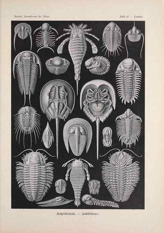 Reproducción/Reproduction 48430664922: Kunstformen der Natur. Leipzig und Wien :Verlag des Bibliographischen Instituts,1899-1904.. 