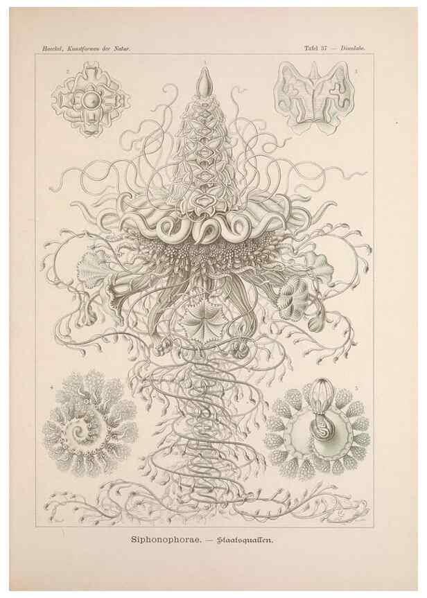 Reproducción/Reproduction 48430660447: Kunstformen der Natur. Leipzig und Wien :Verlag des Bibliographischen Instituts,1899-1904.. 