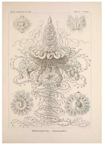 Reproducción/Reproduction 48430660447: Kunstformen der Natur. Leipzig und Wien :Verlag des Bibliographischen Instituts,1899-1904.. 