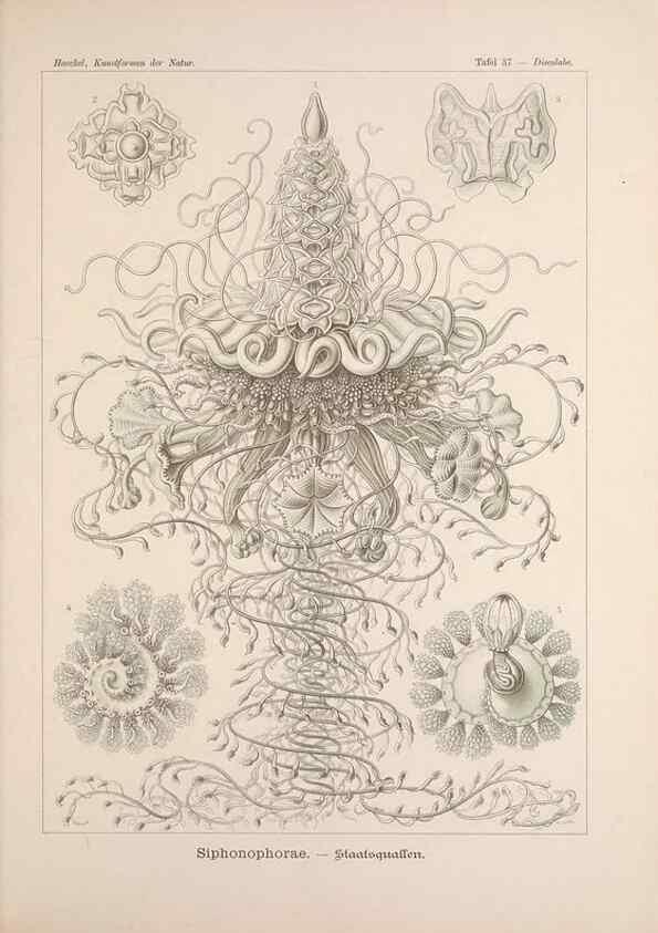 Reproducción/Reproduction 48430660447: Kunstformen der Natur. Leipzig und Wien :Verlag des Bibliographischen Instituts,1899-1904.. 