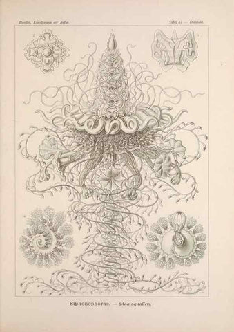 Reproducción/Reproduction 48430660447: Kunstformen der Natur. Leipzig und Wien :Verlag des Bibliographischen Instituts,1899-1904.. 