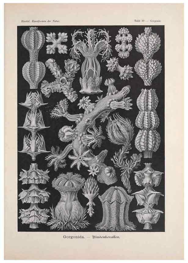 Reproducción/Reproduction 48430661437: Kunstformen der Natur. Leipzig und Wien :Verlag des Bibliographischen Instituts,1899-1904.. 