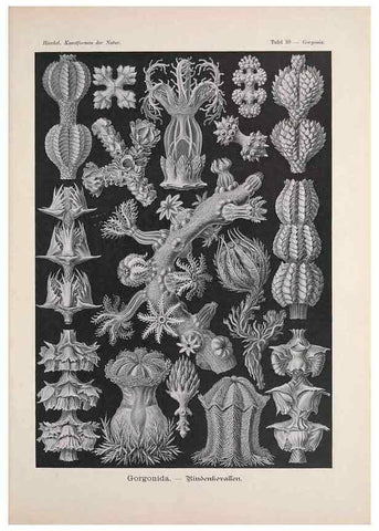 Reproducción/Reproduction 48430661437: Kunstformen der Natur. Leipzig und Wien :Verlag des Bibliographischen Instituts,1899-1904.. 