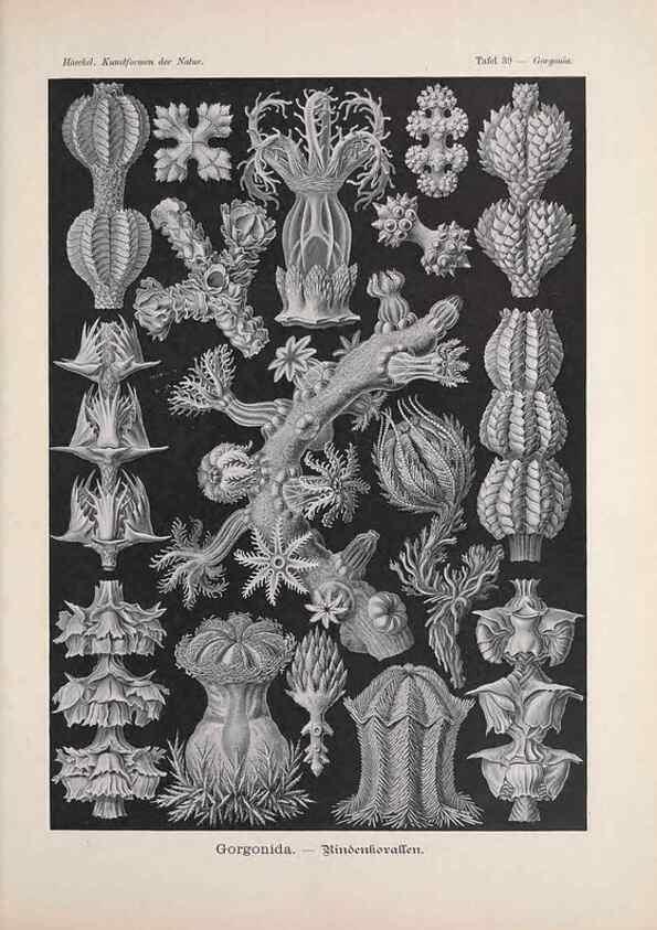 Reproducción/Reproduction 48430661437: Kunstformen der Natur. Leipzig und Wien :Verlag des Bibliographischen Instituts,1899-1904.. 
