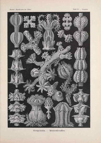 Reproducción/Reproduction 48430661437: Kunstformen der Natur. Leipzig und Wien :Verlag des Bibliographischen Instituts,1899-1904.. 