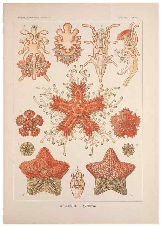 Reproducción/Reproduction 48430520161: Kunstformen der Natur. Leipzig und Wien :Verlag des Bibliographischen Instituts,1899-1904.. 