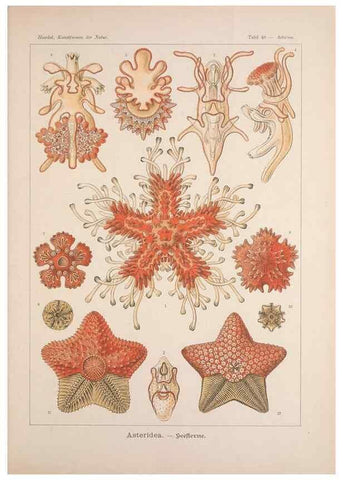 Reproducción/Reproduction 48430520161: Kunstformen der Natur. Leipzig und Wien :Verlag des Bibliographischen Instituts,1899-1904.. 