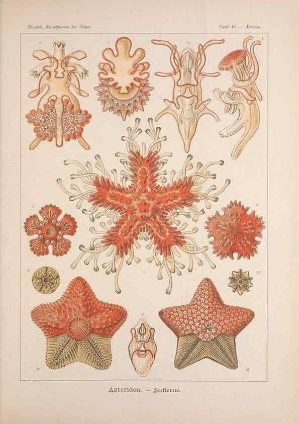 Reproducción/Reproduction 48430520161: Kunstformen der Natur. Leipzig und Wien :Verlag des Bibliographischen Instituts,1899-1904.. 