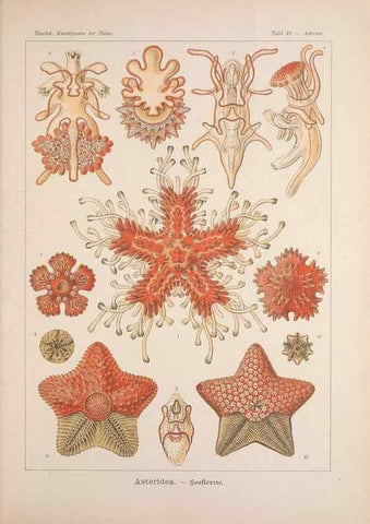 Reproducción/Reproduction 48430520161: Kunstformen der Natur. Leipzig und Wien :Verlag des Bibliographischen Instituts,1899-1904.. 