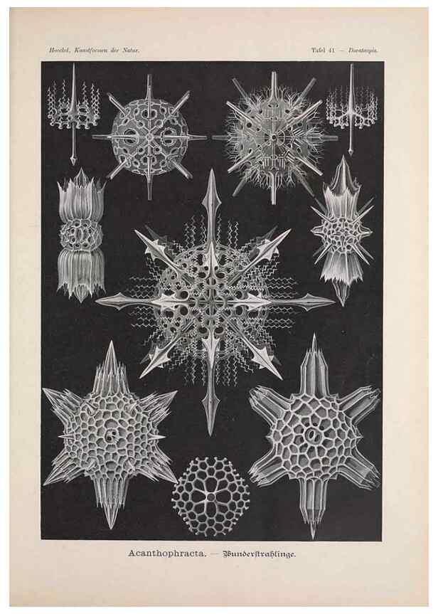 Reproducción/Reproduction 48430662467: Kunstformen der Natur. Leipzig und Wien :Verlag des Bibliographischen Instituts,1899-1904.. 
