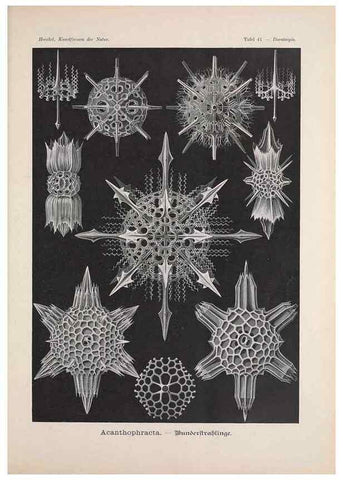 Reproducción/Reproduction 48430662467: Kunstformen der Natur. Leipzig und Wien :Verlag des Bibliographischen Instituts,1899-1904.. 