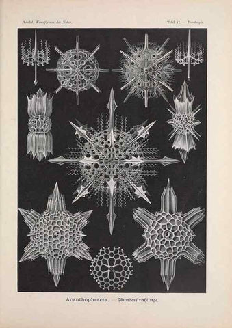 Reproducción/Reproduction 48430662467: Kunstformen der Natur. Leipzig und Wien :Verlag des Bibliographischen Instituts,1899-1904.. 