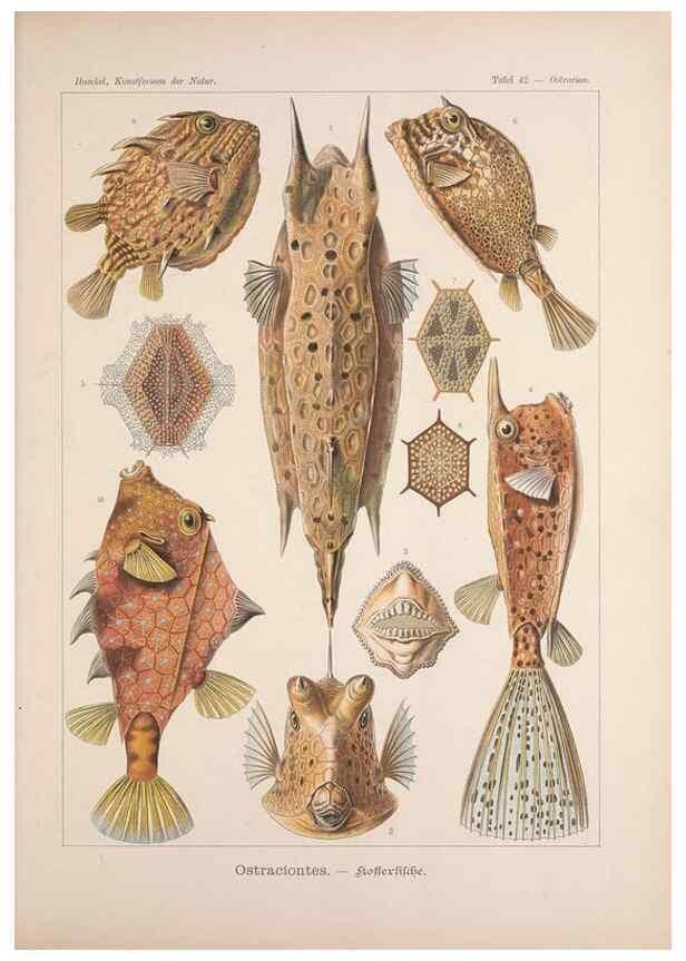 Reproducción/Reproduction 48430521021: Kunstformen der Natur. Leipzig und Wien :Verlag des Bibliographischen Instituts,1899-1904.. 