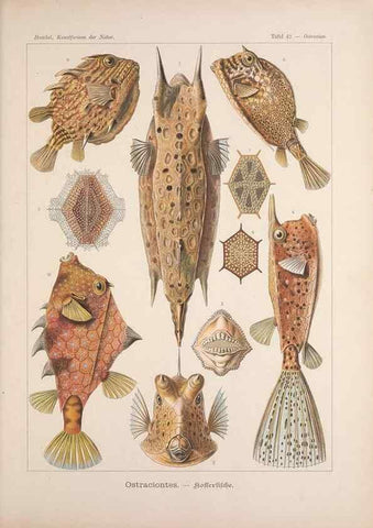 Reproducción/Reproduction 48430521021: Kunstformen der Natur. Leipzig und Wien :Verlag des Bibliographischen Instituts,1899-1904.. 