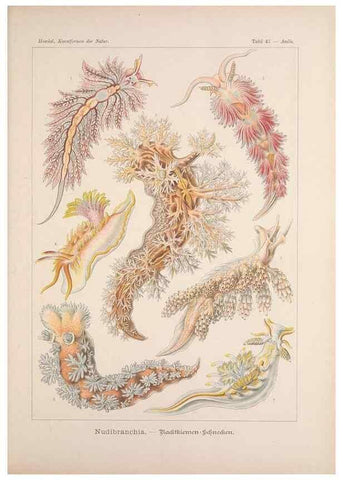 Reproducción/Reproduction 48430663172: Kunstformen der Natur. Leipzig und Wien :Verlag des Bibliographischen Instituts,1899-1904.. 