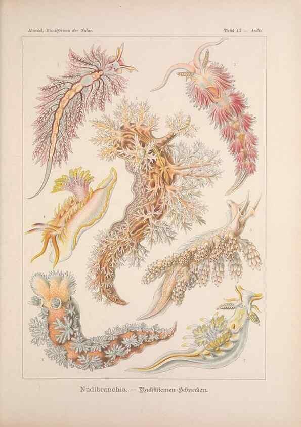 Reproducción/Reproduction 48430663172: Kunstformen der Natur. Leipzig und Wien :Verlag des Bibliographischen Instituts,1899-1904.. 