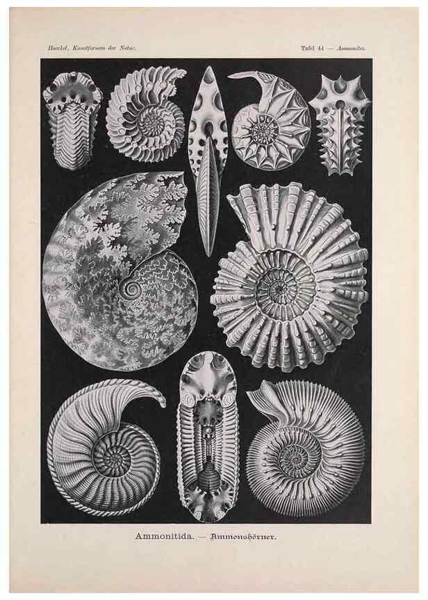 Reproducción/Reproduction 48430663662: Kunstformen der Natur. Leipzig und Wien :Verlag des Bibliographischen Instituts,1899-1904.. 