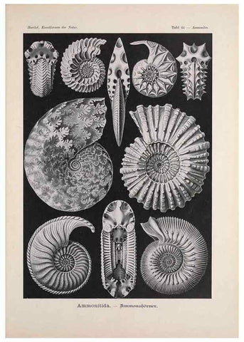 Reproducción/Reproduction 48430663662: Kunstformen der Natur. Leipzig und Wien :Verlag des Bibliographischen Instituts,1899-1904.. 