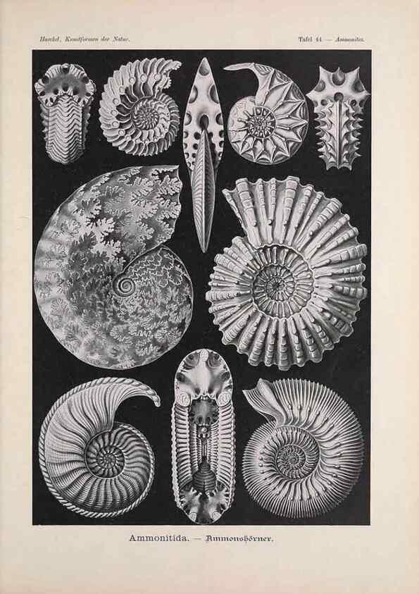 Reproducción/Reproduction 48430663662: Kunstformen der Natur. Leipzig und Wien :Verlag des Bibliographischen Instituts,1899-1904.. 