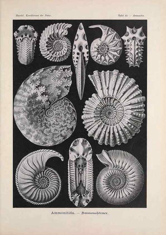 Reproducción/Reproduction 48430663662: Kunstformen der Natur. Leipzig und Wien :Verlag des Bibliographischen Instituts,1899-1904.. 