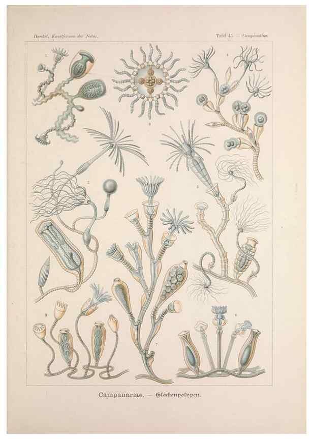 Reproducción/Reproduction 48430664082: Kunstformen der Natur. Leipzig und Wien :Verlag des Bibliographischen Instituts,1899-1904.. 