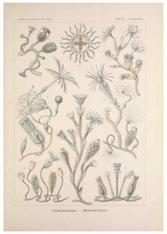 Reproducción/Reproduction 48430664082: Kunstformen der Natur. Leipzig und Wien :Verlag des Bibliographischen Instituts,1899-1904.. 