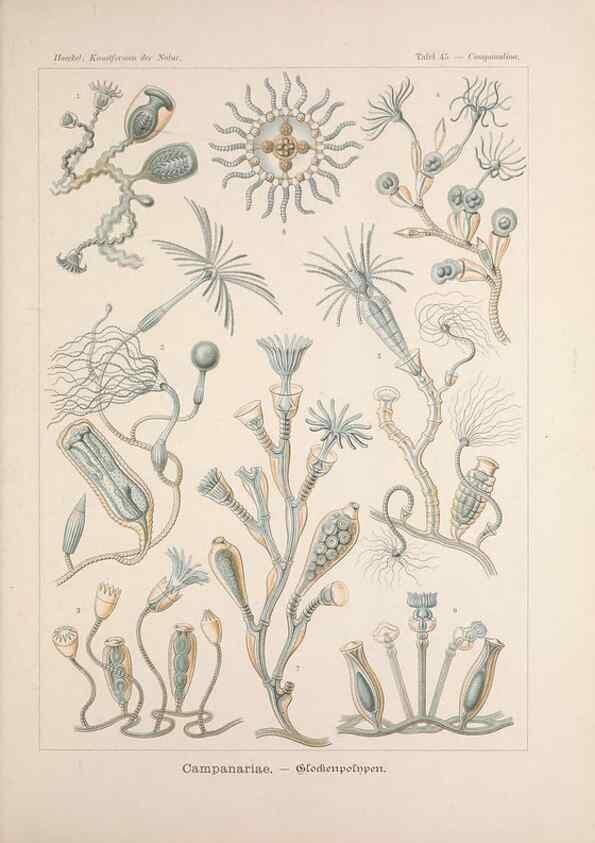 Reproducción/Reproduction 48430664082: Kunstformen der Natur. Leipzig und Wien :Verlag des Bibliographischen Instituts,1899-1904.. 