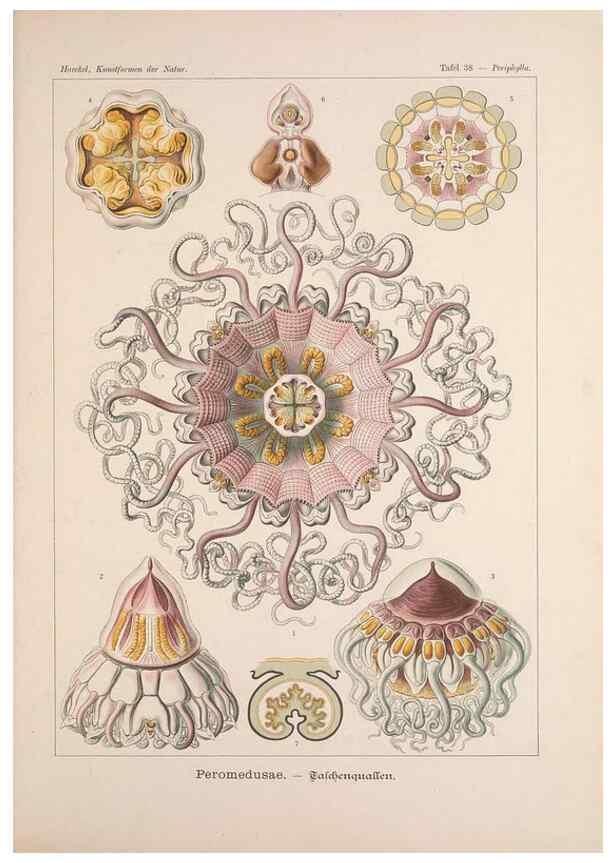 Reproducción/Reproduction 48430660982: Kunstformen der Natur. Leipzig und Wien :Verlag des Bibliographischen Instituts,1899-1904.. 