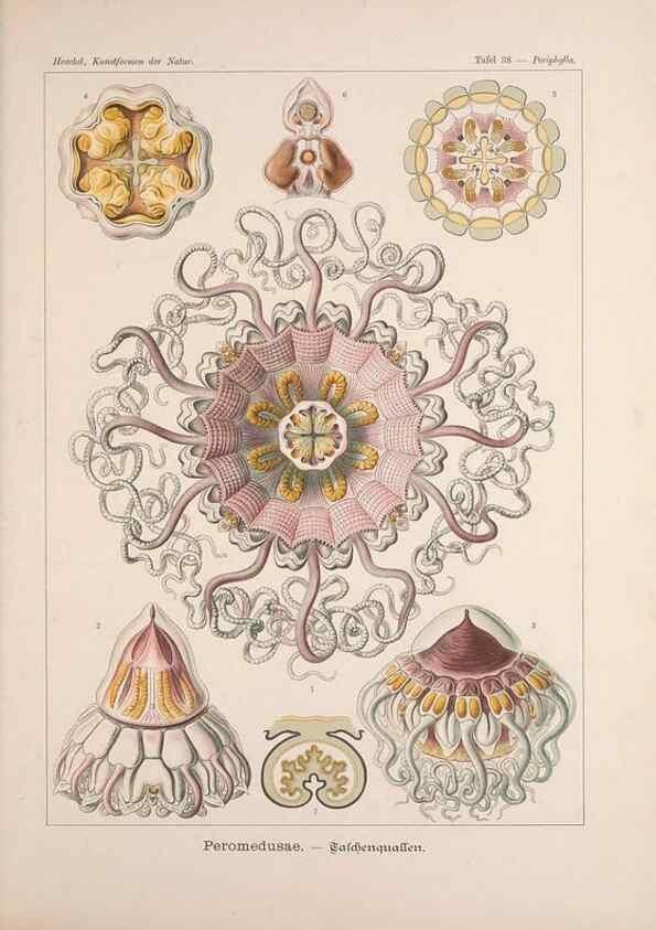 Reproducción/Reproduction 48430660982: Kunstformen der Natur. Leipzig und Wien :Verlag des Bibliographischen Instituts,1899-1904.. 