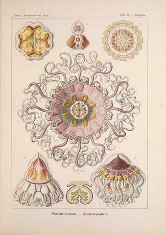 Reproducción/Reproduction 48430660982: Kunstformen der Natur. Leipzig und Wien :Verlag des Bibliographischen Instituts,1899-1904.. 