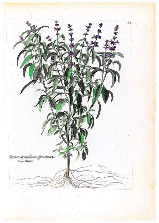 Reproducción/Reproduction 48584174201: [Recueil des plantes dessinées et gravées par ordre du roi Louis XIV].. Paris :Impr. royale,1786. 