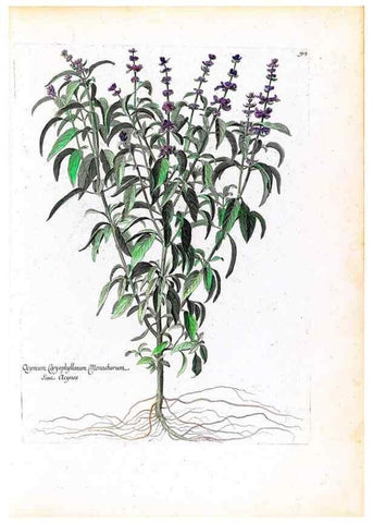 Reproducción/Reproduction 48584174201: [Recueil des plantes dessinées et gravées par ordre du roi Louis XIV].. Paris :Impr. royale,1786. 